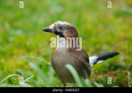 Eurasian jay Garrulus glandarius, ramo, vista frontale, in piedi, la messa a fuoco in primo piano, Foto Stock