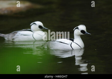 Smew, Mergellus albellus, acqua, nuoto, vista laterale, la messa a fuoco in primo piano, Foto Stock