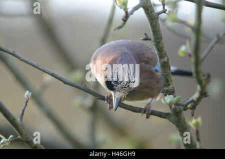 Eurasian jay Garrulus glandarius, ramo, vista frontale, in piedi, la messa a fuoco in primo piano, Foto Stock