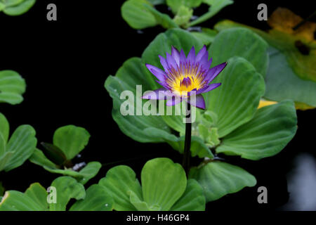 Laghetto in giardino, impianti idrici, blossom, Foto Stock