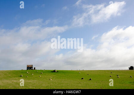 Casa abbandonata in campo con le pecore vicino Marton, Rangitiki, Isola del nord, Nuova Zelanda Foto Stock