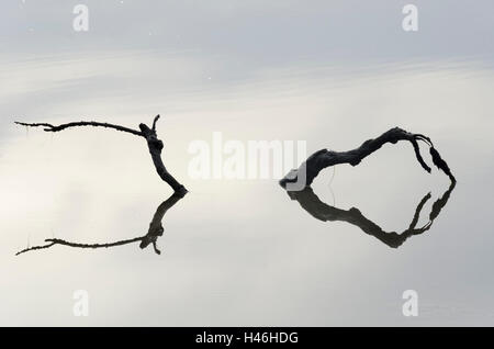 Driftwood in ingresso Whanganui, Golden Bay, Tasman District, Isola del Sud, Nuova Zelanda Foto Stock