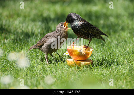 Il glaucoma, giovane bird, alimentazione Foto Stock