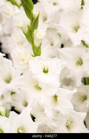 Gladiolus " Bangladesh " Fiori. Foto Stock