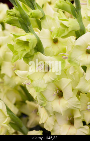 Gladiolus 'Prima verdi' Fiori. Foto Stock