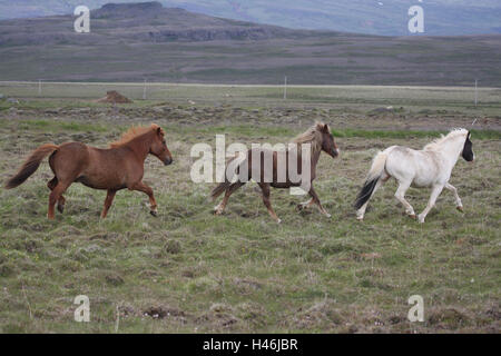 Islanda cavalli, pascolo, Foto Stock