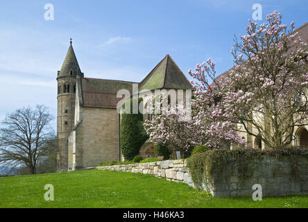 Germania, Baden-Württemberg, Lorch, chiostro di Lorch, esterno, magnolia, molla, chiesa, chiostro, Minster, limette sentiero, albero di magnolia, blossom, Remstal, nessuno, Foto Stock