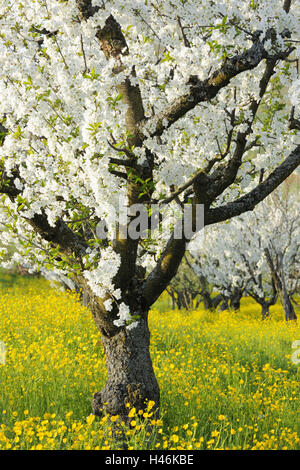 Gli alberi di ciliegio, blossom, molla Foto Stock
