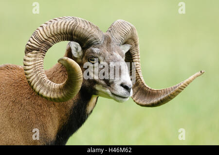 Mufflon europea, Ovis orientalis musimon, ritratto, Foto Stock