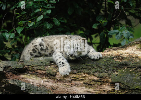 Snow Leopard, Irbis, Uncia uncia, giovane animale, tronco, menzogna, Foto Stock