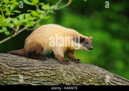 Colorata, Martens Martes flavigula, tronco, sedersi, in vista laterale Foto Stock