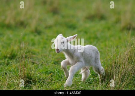 Gli animali domestici delle specie ovina, Ovis orientalis aries, agnello, vista frontale, saltando, guardando la telecamera, Foto Stock