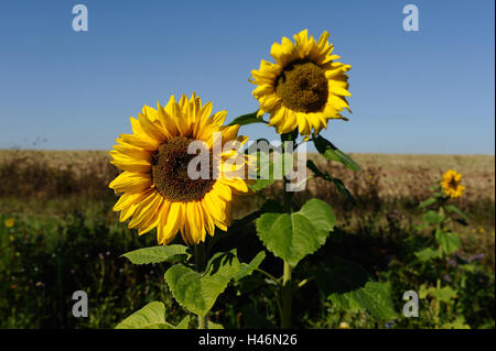 Girasole, Helianthus annuus, blossom, Franconia, Baviera, Germania, Foto Stock