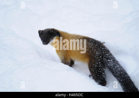 Colorata, Martens Martes flavigula, vista laterale, stand, inverno, neve, vista la telecamera, Foto Stock