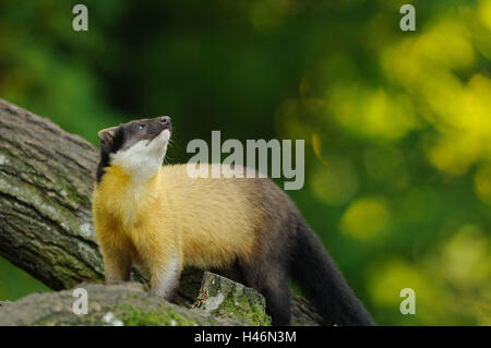 Colorata, Martens Martes flavigula, ramo, vista laterale, stand, Foto Stock