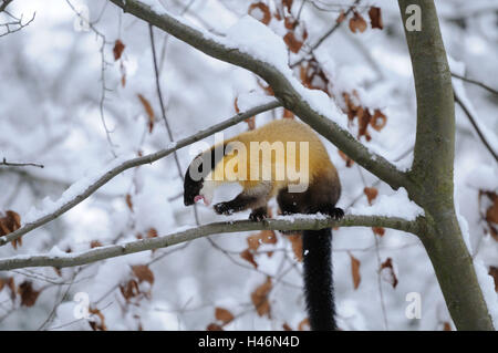 Colorata, Martens Martes flavigula, vista laterale, stand, inverno, neve, vista la telecamera, Foto Stock