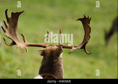 Maggese buck, Cervus dama, ritratto, palchi, la nuca, indietro lasciare, autunno Foto Stock