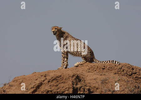 Ghepardo si siede sulla roccia, Foto Stock