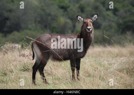 Defassa-acqua vaulting horse, femmina, Foto Stock