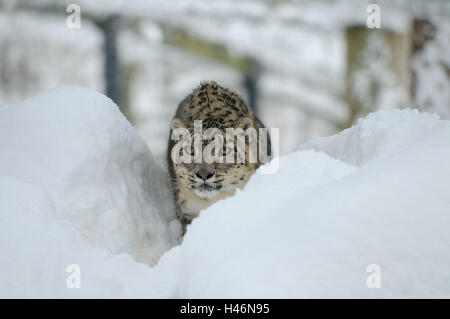 Snow Leopard, Uncia uncia, con testa, anatra, vista la telecamera, Foto Stock