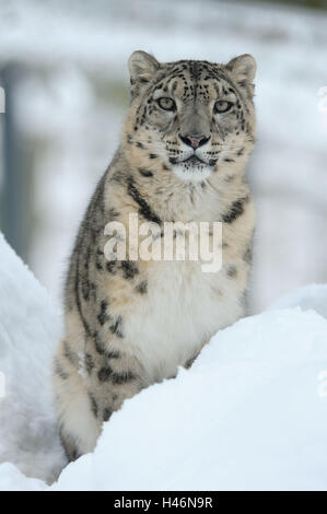 Snow Leopard, Uncia uncia, con testa, sedersi, vista la telecamera, Foto Stock