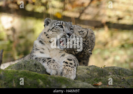 I leopardi delle nevi, Uncia uncia, il dado con il giovane animale, con testa, giacciono, rocce, Foto Stock