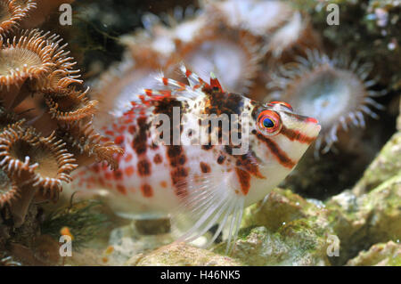 Pesce tropicale in Coral reef, attinie, Foto Stock