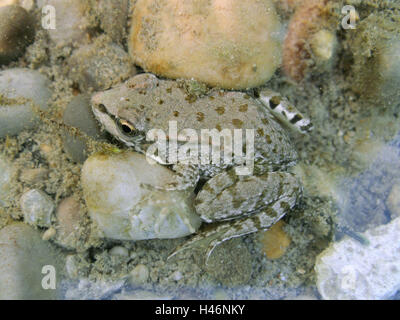 Acqua piccola rana, animale giovane tra i ciottoli, Foto Stock