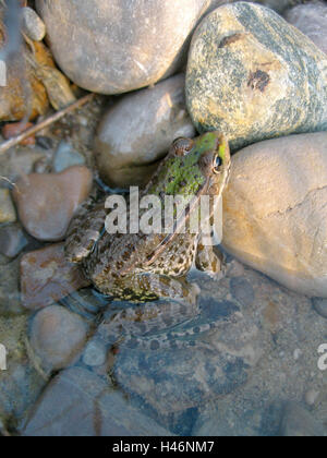 Acqua piccola rana, animale giovane tra i ciottoli, Foto Stock