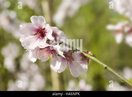 Dolce tonsille, Prunus dulcis, filiale di fioritura, vicino giardino, Foto Stock