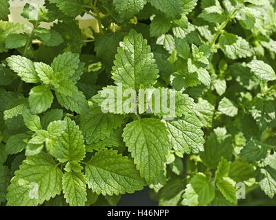 Melissa, melissa officinalis, menta, famiglia Lippenblütler, Melissa foglie, giardino, Foto Stock