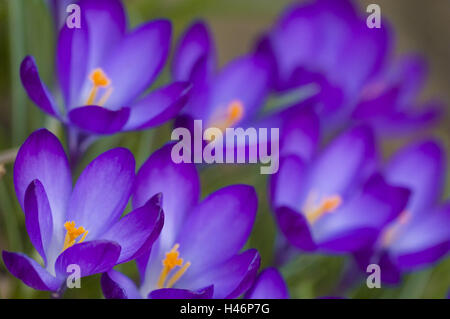 Crocus blossoms, Crocus, malva, medium close-up, Foto Stock