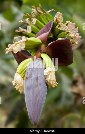 Banana blossom, Musa x paradisiaca, Foto Stock