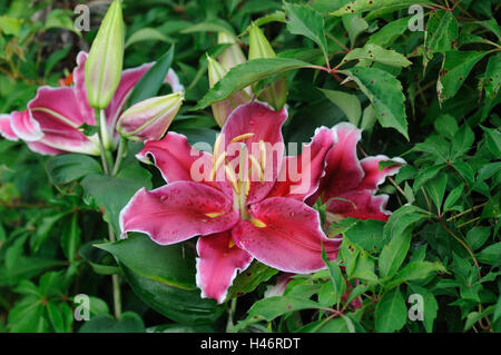 Lily, Lilium, rosso, frontiere, concentrarsi sull'Vordergrung, Germania, Foto Stock