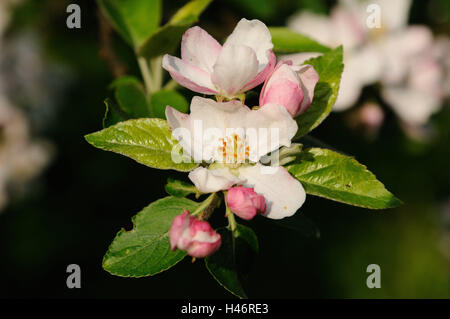 Goldparmäne, Malus domestica, blossom, la messa a fuoco in primo piano, Germania, Foto Stock