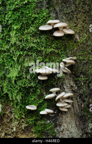 Oyster indiano, Pleurotus pulmonarius, polmone Oyster, staffa fungo bianco, tronco, la Foresta Bavarese, Germania, Foto Stock