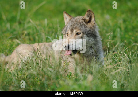 Legni orientali Wolf, Canis lupus lycaon, prato, vista laterale, sdraiato, Foto Stock