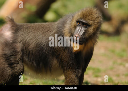 Mandrill, Mandrillus Sphinx, metà ritratto, vista laterale, stand, la messa a fuoco in primo piano, Foto Stock