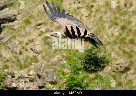 Oca avvoltoi, Gyps fulvus, vista laterale, volare, la messa a fuoco in primo piano, Foto Stock