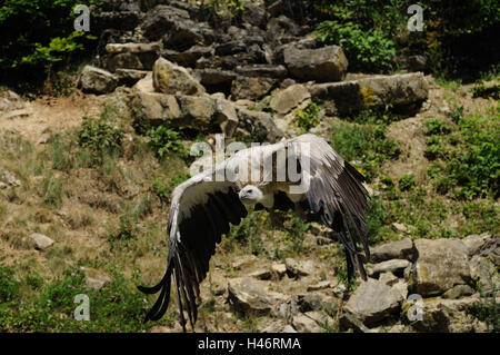 Oca avvoltoi, Gyps fulvus, con testa, volare, vista la fotocamera, la messa a fuoco in primo piano, Foto Stock