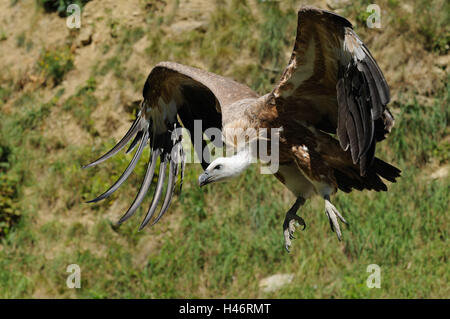 Oca avvoltoi, Gyps fulvus, vista laterale, volare, la messa a fuoco in primo piano, Foto Stock