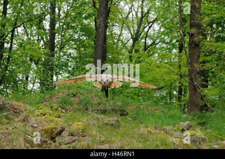 Siberian gufo reale, Bubo bubo sibiricus, con testa, volare, vista la fotocamera, la messa a fuoco in primo piano, Foto Stock