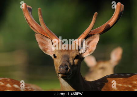 Manchurian cervi sika, Cervus nippon dybowskii, maschio, ritratto, vista frontale, guardando la fotocamera, la messa a fuoco in primo piano, Foto Stock