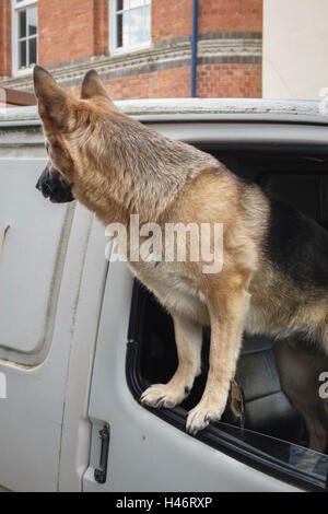 Regno Unito. Un trepidante alsaziano (cane pastore tedesco) guardando fuori della finestra di un furgone bianco, in attesa del suo proprietario Foto Stock