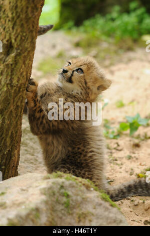 Cheetah, Acinonyx jubatus, giovane animale, tronco, vista laterale, arrampicata, Foto Stock