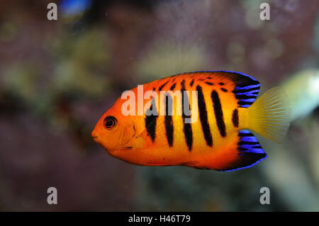 Fiamma angelfish, Centropyge loricula, subacquea, vista laterale, nuoto, Foto Stock