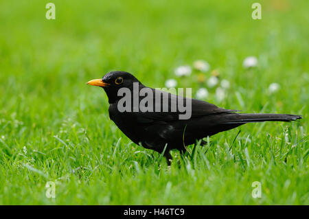 Merlo, Turdus merula, prato, sedersi, in vista laterale Foto Stock