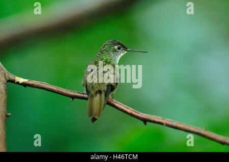 Blaukopfamazilie, Amazilia cyanocephala, ramo, sedersi, in vista laterale Foto Stock