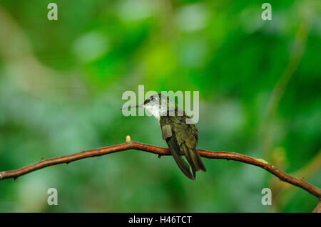 Blaukopfamazilie, Amazilia cyanocephala, ramo, sedersi, in vista laterale Foto Stock