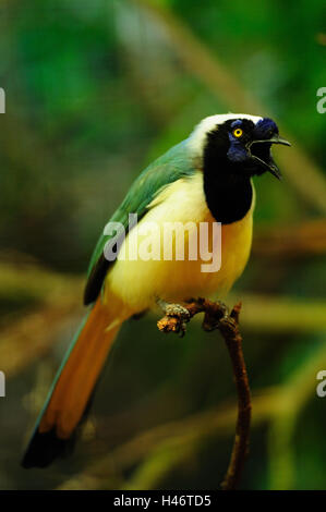 Grünhäher, Cyanocorax yncas, ramo, gridare, sedersi, in vista laterale Foto Stock